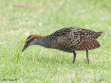 Buff-banded Rail