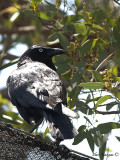 Australian Raven