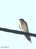 Welcome Swallow 2