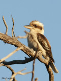 Laughing Kookaburra