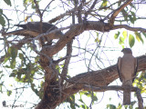 Brown Goshawk - couple