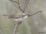 Brown-headed Honeyeater