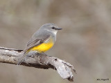 Western Yellow Robin