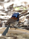 Blue-breasted Fairy-wren male 5