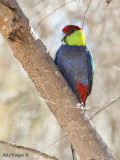 Red-capped Parrot 2