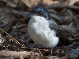 Restless Flycatcher - 2