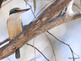 Sacred Kingfisher 2