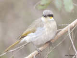 Singing Honeyeater