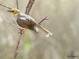 Yellow-plumed Honeyeater 3