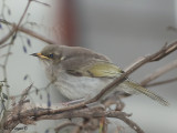 Yellow-plumed Honeyeater - juvenile