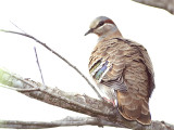 Brush Bronzewing 1