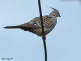 Crested Pigeon - 2