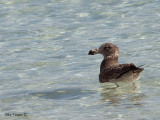 Pacific Gull - juvenile 2