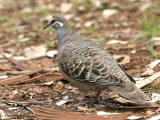 Common Bronzewing - male 2