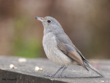 Grey Shrike-thrush - juvenile