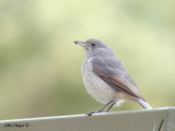 Grey Shrike-thrush - juvenile 3