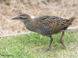 Buff-banded Rail - juvenile
