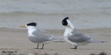 Crested Tern 4