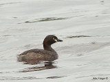 Australasian Grebe