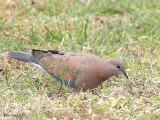Laughing Turtle Dove 3