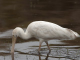 Yellow-billed Spoonbill 3