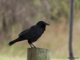 Australian Raven 2