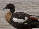 Australian Shelduck - male portrait