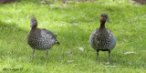 Australian Wood Duck - pair 2