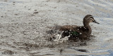 Pacific Black Duck - splashing
