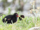 Dusky Moorhen - chick