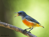 Orange-bellied Flowerpecker - male 2 -- 1 Sp 244