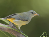 Orange-bellied Flowerpecker - female -- 1 Sp 244