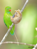 Vernal Hanging-Parrot 3