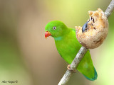Vernal Hanging-Parrot 4