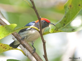 Scarlet-backed Flowerpecker