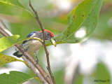 Scarlet-backed Flowerpecker 2