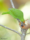 Golden-fronted Leafbird - male - 2009 - 2