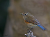 Red-flanked Bluetail - female - 2009