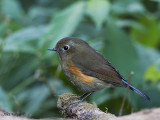 Red-flanked Bluetail - female 2 - 2009