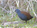 Black-tailed Crake - 2009 - 3