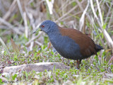 Black-tailed Crake - 2009