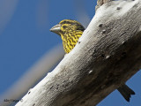 Spot-winged Grosbeak - inmature