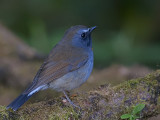 Rufous-gorgeted Flycatcher - male - 2009 - profile
