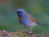 Rufous-gorgeted Flycatcher - male - 2009