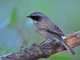 Grey Bushchat male 2