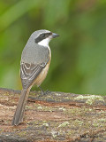 Grey-backed Shrike 4