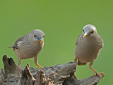 Chestnut-tailed Starling 3