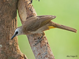 Yellow-vented Bulbul