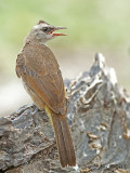 Yellow-vented Bulbul - juvenile