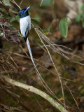 Asian Paradise Flycatcher - white morp - male - 2010